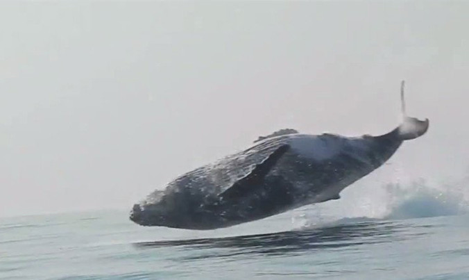 Cá voi lưng gù "bay" lên khỏi mặt nước.