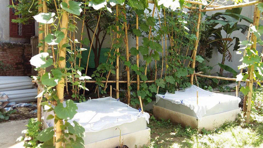 Chị Dung mắc màn để bảo vệ rau cải và xà lách khỏi bị các loại sâu tấn công