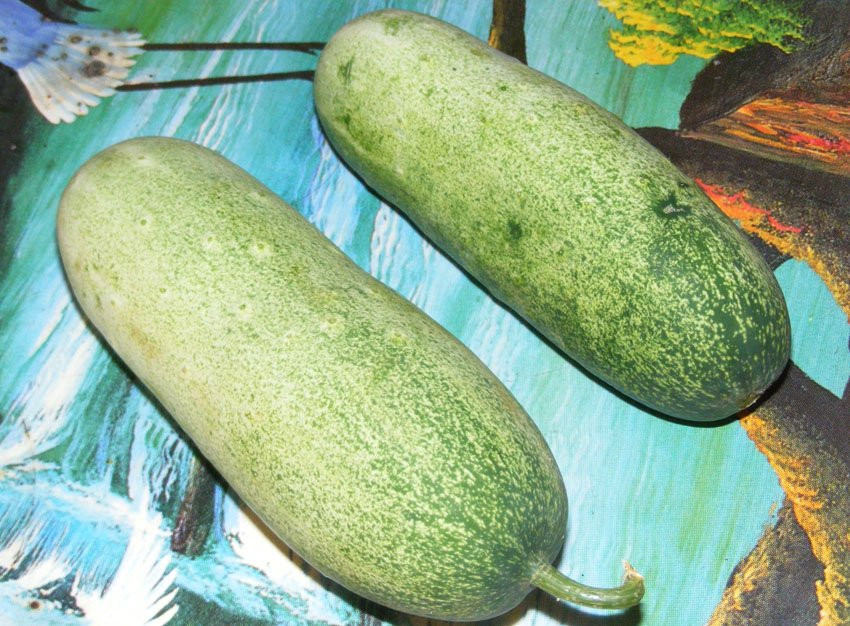 Loại dưa này có trọng lượng cực khủng, quả nặng nhất có thể lên tới 1,5-2kg