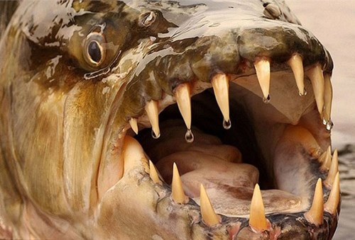 Cận cảnh bộ răng sói của loài thủy quái hổ Congo