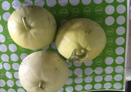 Khoét ruột trái dưa lê rồi giấu ma túy bên trong