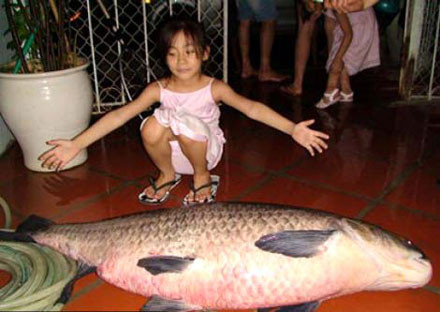 Trắm đen nặng 37kg do một "cần thủ" ở Hoàn Kiếm câu được