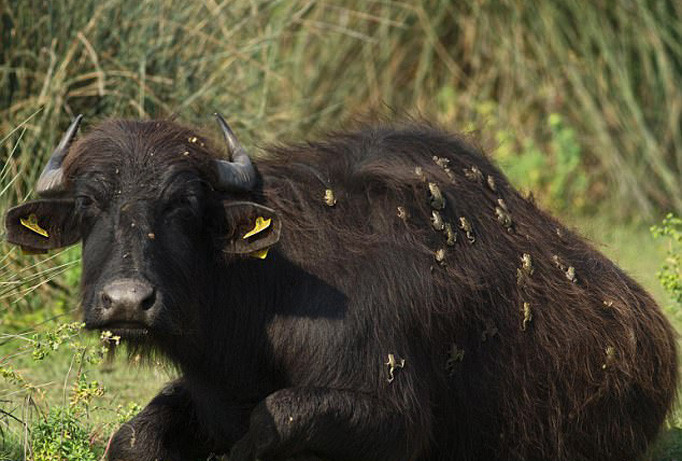 Ếch bám đầy lưng trâu.