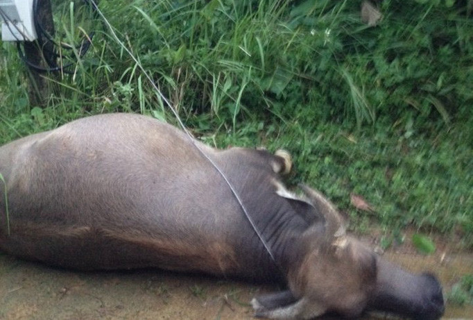 Hiện trường điện giật chết trâu. Ảnh: A.Trí.