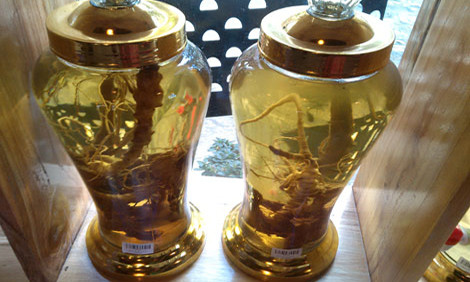 Tam thất hoang ngâm rượu có giá 1-3 triệu đồng một bình được bày bán tại Sapa. Những hũ rượu này khi rơi vào tay dân buôn, sẽ được đơm đặt thành “rượu sâm Ngọc Linh” với giá hàng chục triệu đồng.