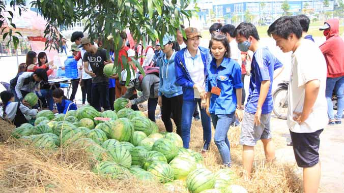 Sinh viên ký túc xá bán 20 tấn dưa giúp bà con