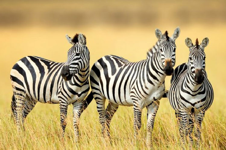 Sọc trắng đen giúp cho ngựa vằn chống lại bệnh tất và côn trùng. 