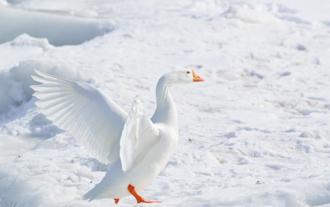Chim cánh cụt, vịt, mòng biển… đứng suốt trên băng đá mà sao chân không bị tê cóng?