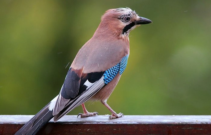 1001 thắc mắc: Vì sao chim không bạc lông khi già?