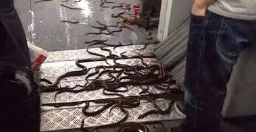 Lươn bò lổm ngổm trên sàn tàu.