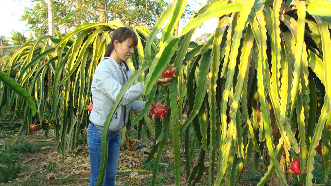 Thanh long chín trái vụ 