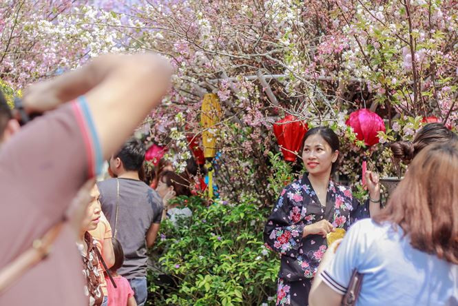 Kéo dài thêm lễ hội hoa anh đào để phục vụ người dân