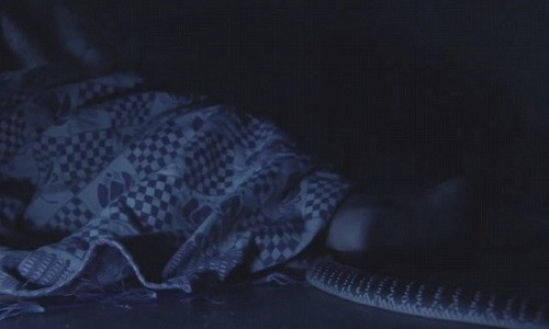 Rắn cạp nong nửa đêm trườn lên giường cắn người