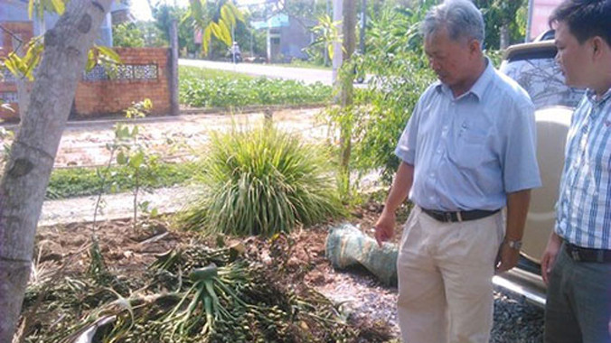 Cau được hái nguyên buồng rồi đưa đến điểm tập kết.