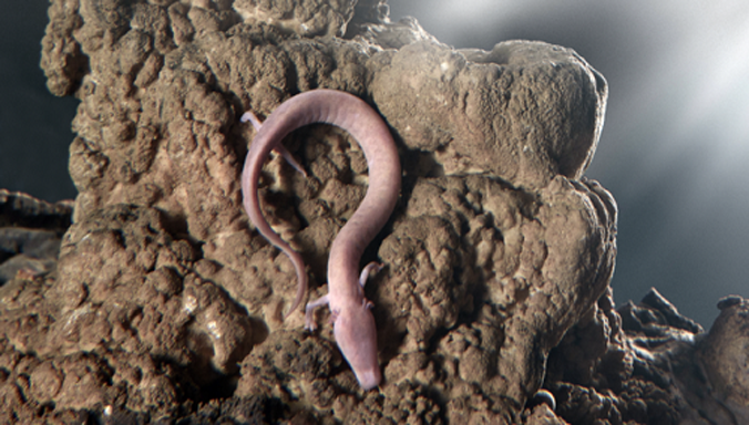 Con manh giông mẹ ở hang động Postojna, Slovenia. Ảnh: Iztok Medja.