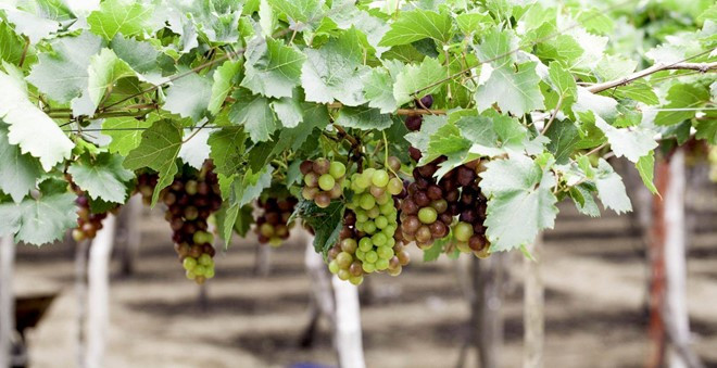 Sau 8 tháng, cây nho này sẽ cho quả ngọt và mọc thành giàn trông bắt mắt