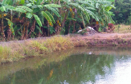 Khu vực vuông tôm, nơi phát hiện anh Đồng tử vong