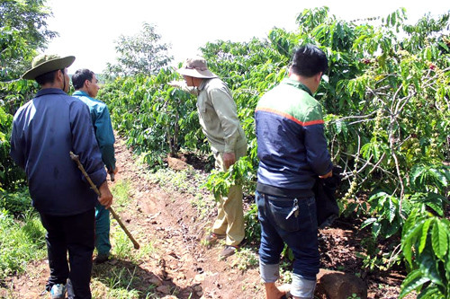 Nhiều người đã vây bắt nghi can sát hại bé gái trong vườn cà phê. Ảnh: Kh.Uyên