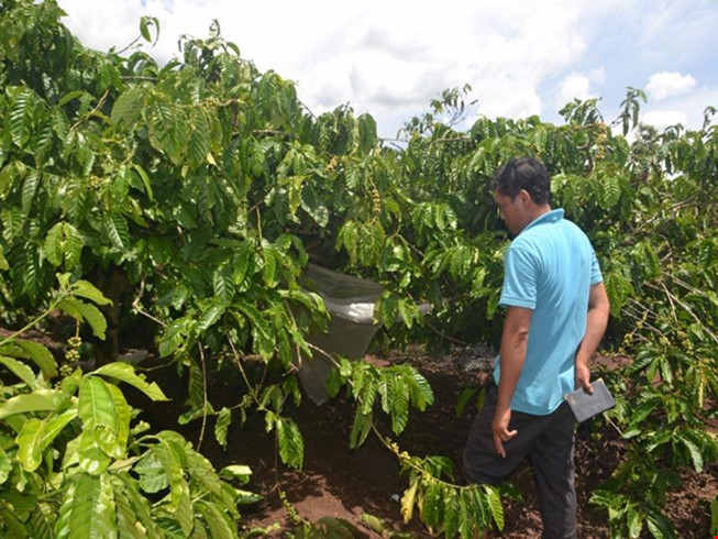 Rẫy cà phê phát hiện thi thể nạn nhân