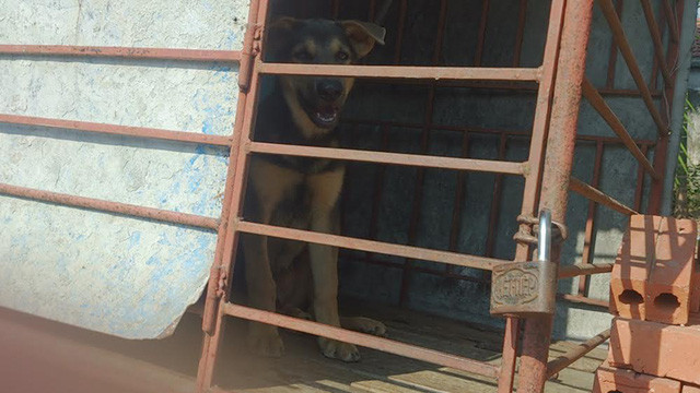 Theo gia đình chị Thanh, con chó này là do Dũng mang đến, đây cũng được coi là sự sắp đặt trước của Dũng