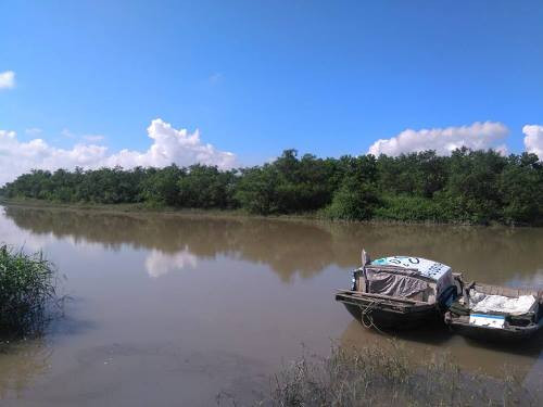 Khu rừng ngập mặn, nơi nghi vấn Dũng đang lẩn trốn. Ảnh: Minh Cương