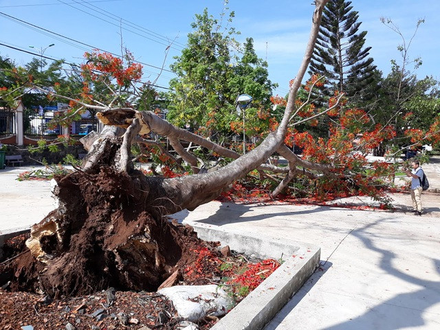 Cây phượng nếu bị quây bê tông, rất dễ đổ bật gốc dù không mưa bão. Ảnh minh họa