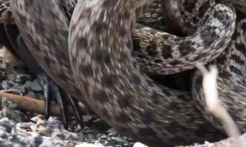 Cự đà con bị hàng chục thân rắn siết chặt. Ảnh: YouTube.