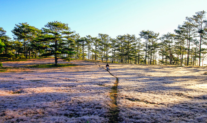 Đồi cỏ hồng ngậm sương trông như thảm hoa trắng.