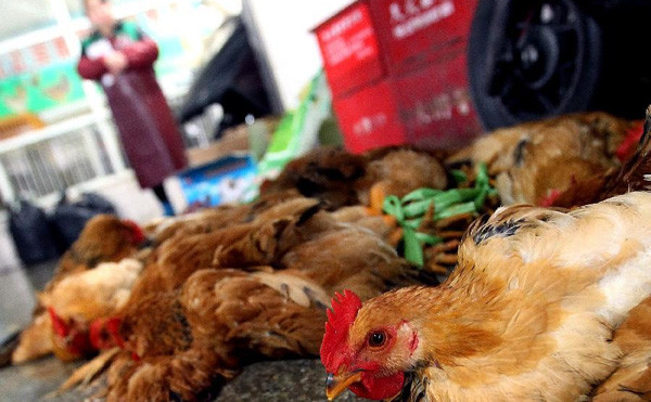 Nhiều chợ gia cầm sống ở Trung Quốc phải tạm dừng hoạt động để tránh làm dịch cúm bùng phát. Ảnh: Xinhua