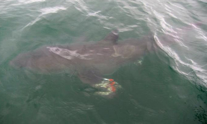 Con cá mập trắng bị mắc vào lưỡi câu của Blake.