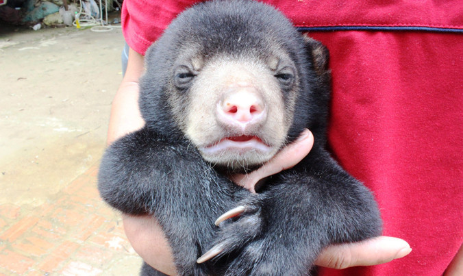 Một cá thể gấu chó con được kiểm lâm Sơn La giải thoát khỏi tay nhóm buôn lậu.