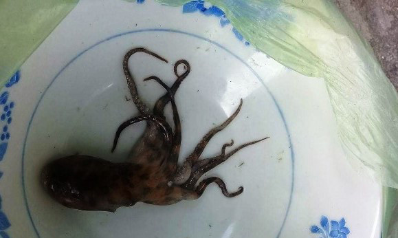 Nguyện vọng của gia đình nạn nhân T. không muốn đưa con bạch tuộc đi kiểm nghiệm.