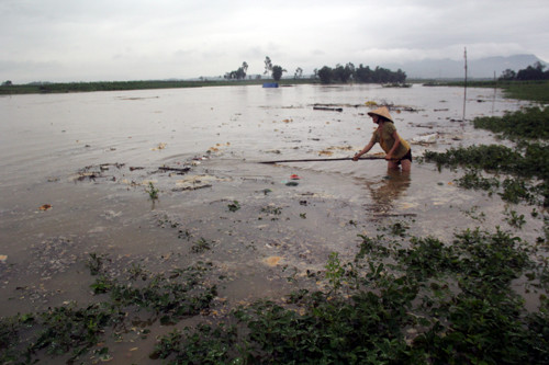 Người dân ở huyện Đại Lộc, Quảng Nam vớt dưa hấu chạy lũ. Ảnh.Tiến Hùng/ VnExpress
