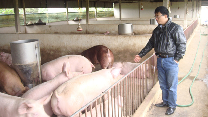 Người chăn nuôi bị ép từ giá cám, thuốc thú y, đến cả đầu ra cũng do thương lái ép giá.