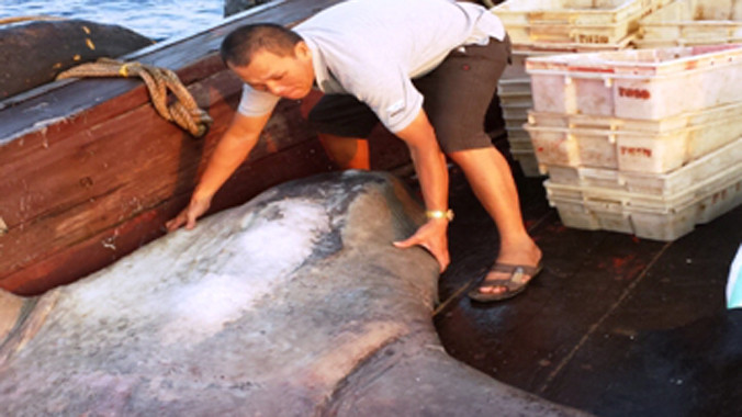 Cá Mặt trăng mắc lưới ngư dân Thanh Hóa, dài 1,8m, bề rộng tính cả hai vây 1,8m và nặng gần 300kg.