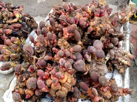 Nấm ngọc cẩu được bày bán như rau tại chợ TP Lai Châu.