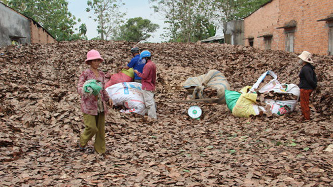 Điểm thu mua của bà Thu, ấp 5, xã Gia Canh mỗi ngày mua khoảng một tấn lá. Ảnh: Hoàng Trường/ VnExpress