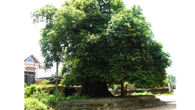 Cây thị khổng lồ tại làng Tiến Ân.