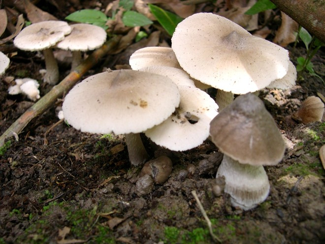 Đặc sản nấm mối ở miền Tây