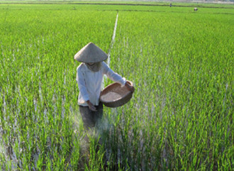 Các nhà khoa học cảnh bảo dùng xi măng bón lúa sẽ khiến đất bị chai cứng.