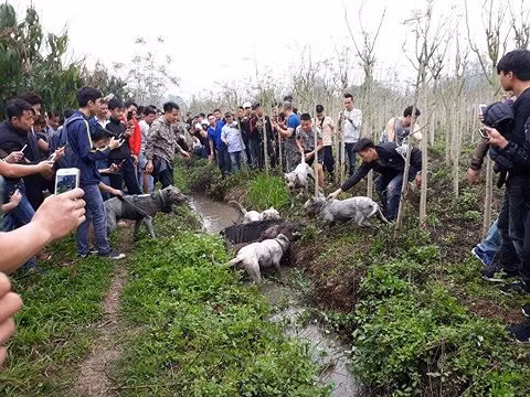 Nhiều người thích thú xem đàn chó lao vào cắn xé con lợn rừng tại Hà Nội gây bức xúc cho cộng đồng mạng xã hội.