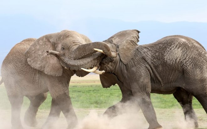 Mục kích voi dữ kịch chiến giành quyền bá vương