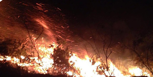 Ngọn lửa bao phủ rừng thông lâu năm ở Thanh Hoá. Ảnh: Lam Sơn.