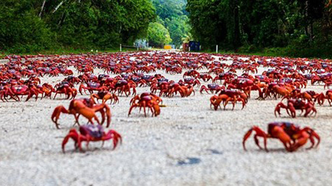 Cận cảnh cuộc di cư của 120 triệu con cua đỏ