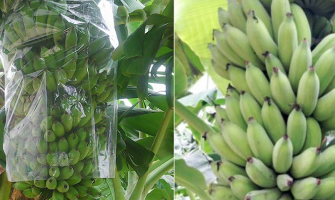 Hai em học sinh đã nghiên cứu các tài liệu về công dụng của vỏ chuối xiêm.