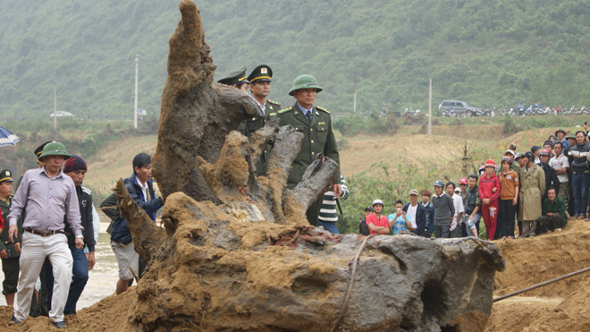 Ông Hùng “mía” luôn theo sát gốc gỗ sưa cùng người của cơ quan chức năng, trong lúc đó người dân không được đến gần