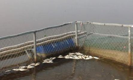 Xác định nguyên nhân cá chết hàng loạt trên sông Bùng