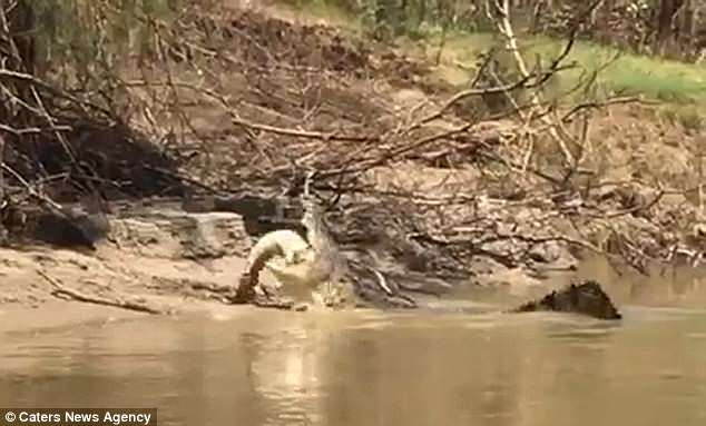 Con cá sấu nuốt chửng phần đuôi của đồng loại.