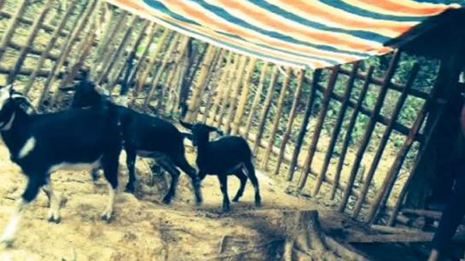 Số dê "vào nhầm" nhà Bí thư Huyện ủy đã được giao lại cho hộ nghèo.