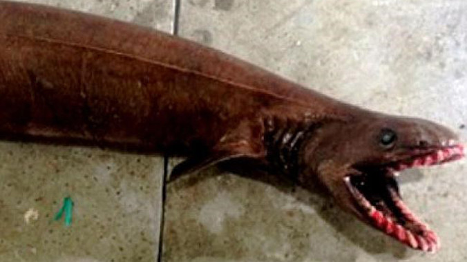 Con cá mập có tới 300 cái răng được cho là xuất hiện từ thời tiền sử, cách đây 80 triệu năm. Nguồn: SETFIA,